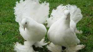 Vtáky zo zoorinka a či stojí za to kúpiť holuby